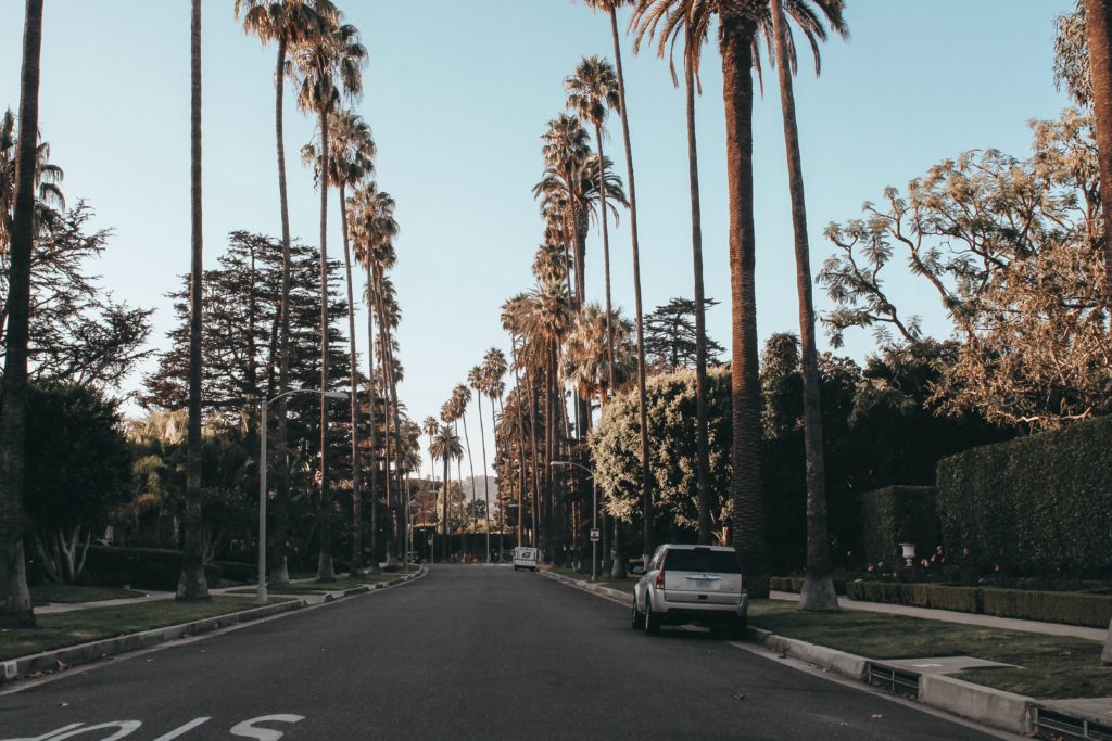 palm tress on a street in LA