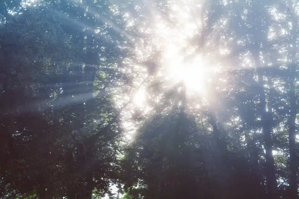 Light shining through a forest