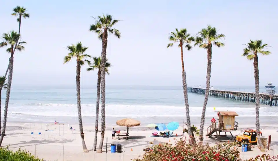 Beach and Palm Trees