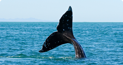A humpback whale breaching the surface during a whale watching excursion off the coast of Newport Beach
