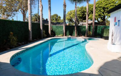Backyard swimming pool with blue water, concrete patio, palm trees and a green privacy wall on a sunny day.